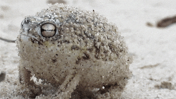 Desert Rain Frog GIF