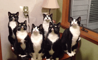 cats looking up GIF by America's Funniest Home Videos