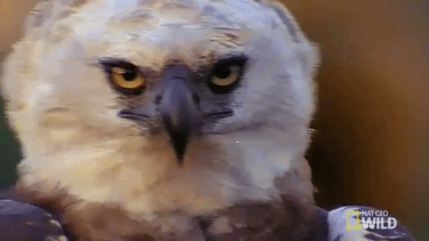 Harpy-eagle GIFs - Get the best GIF on GIPHY