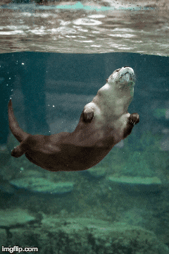 swim otter GIF