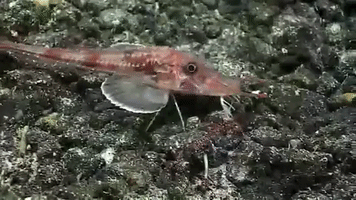 Armored Searobin GIF