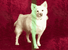 dog magic GIF by Nebraska Humane Society
