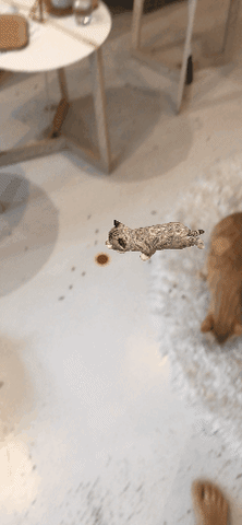 Kitty Laser GIF