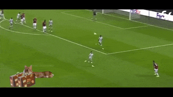 cat GIF by nss sports