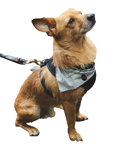 Dog Puppy Sticker by Roundhouse