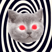 hypnotized cat gif