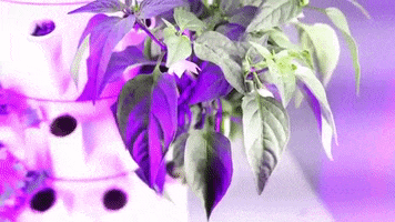 grow your own startup GIF by AgriNovus Indiana