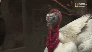 the incredible dr pol turkey GIF by Nat Geo Wild 