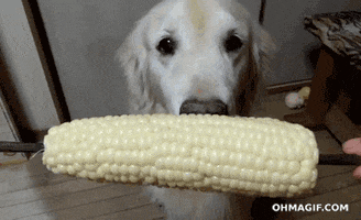 eat corn on the cob GIF