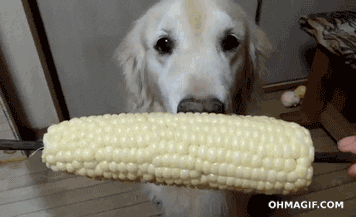 Image result for Corn on the Cob Day gif