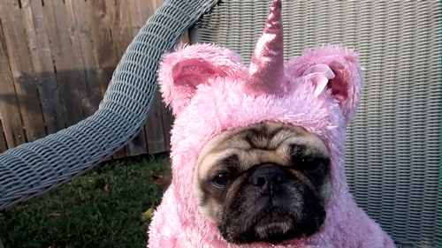 Unicorn Dog GIFs - Get the best GIF on GIPHY