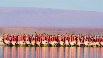 Planet Earth March GIF