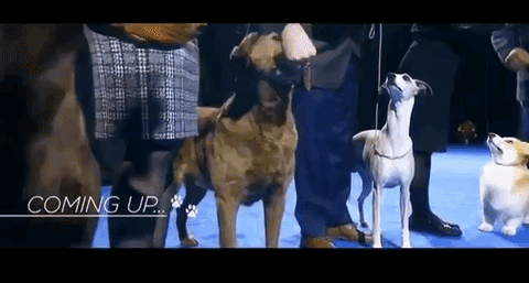 National Dog Show 2018 GIF by NBC - Find & Share on GIPHY