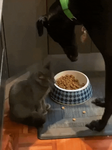 Kitten GIF