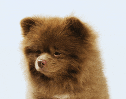 Hungry Dog GIF by Bertie The Pom