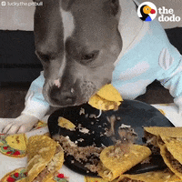 dog eating GIF by The Dodo