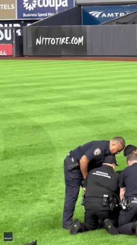 Starling Marte Watches as Security Tackles Invader - GIPHY Clips