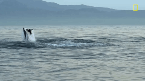 World Oceans Day Gifs Get The Best Gif On Giphy