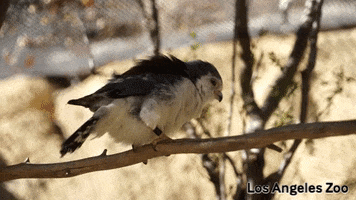 los angeles zoo bird GIF by Los Angeles Zoo and Botanical Gardens