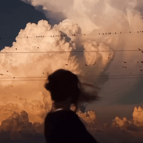 Relaxing Flying Birds GIF