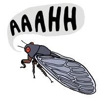 cicada