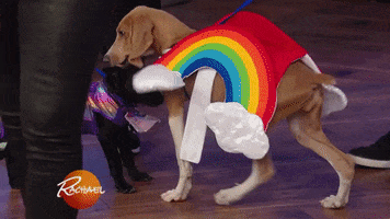 dog dress up GIF by Rachael Ray Show