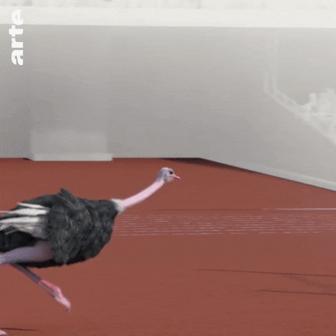 ostrich athleticus GIF by ARTE