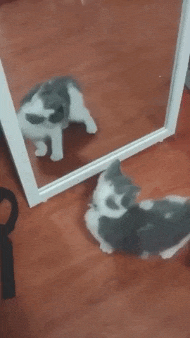 Kitten Aww GIF by MOODMAN - Find & Share on GIPHY