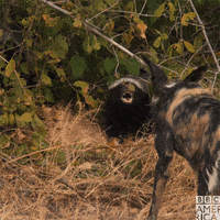 angry honey badger GIF by BBC America