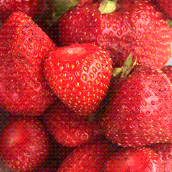 Czech Republic Eating GIF