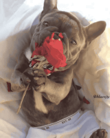 Valentines Day Dog GIF