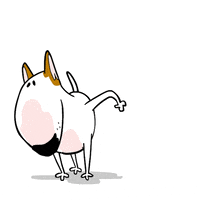 Peeing Bull Terrier GIF by Jimmy the Bull