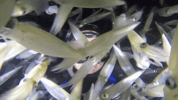 squid cephalopod GIF by Monterey Bay Aquarium
