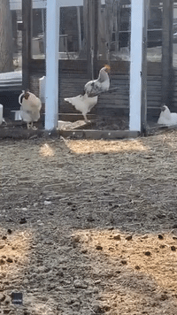 Swinging Rooster Rules the Roost in North Carolina Yard