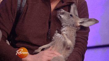 christmas eating GIF by Rachael Ray Show