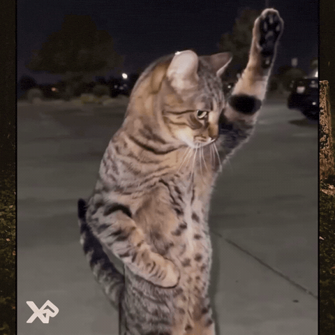 Dance Cat GIF