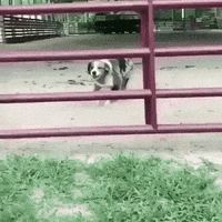 Dog Jump GIF