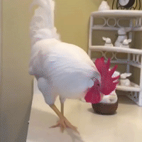 chicken reflection GIF