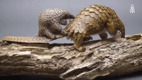 greatbigstory-scared-hiding-pangolin-1yTgrleYAPKbNZpj7y