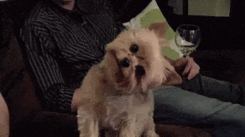 Confused Yorkshire Terrier GIF by MOODMAN