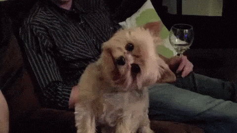 Yorkshire Terrier Reaction GIF by MOODMAN - Find & Share on GIPHY