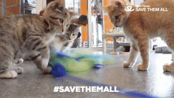 save them all best friends GIF by Best Friends Animal Society