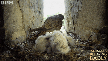 pooing peregrine falcon GIF by BBC