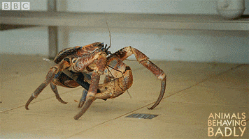 stealing coconut crabs GIF by BBC