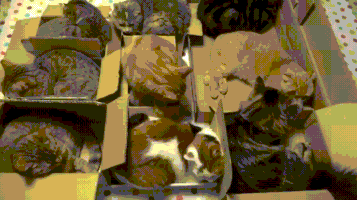 cats in boxes GIF