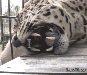 jaguar