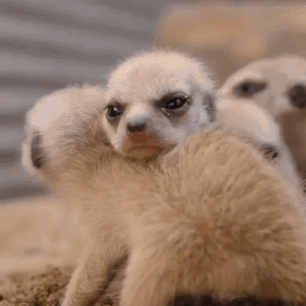 Meerkat Babies GIFs - Get the best GIF on GIPHY