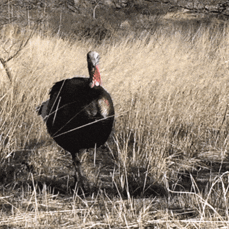 Goulds Turkey GIFs - Get the best GIF on GIPHY
