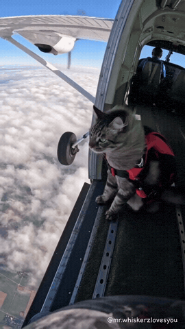 Angry Cat GIF