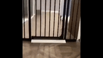 adorable prison break GIF